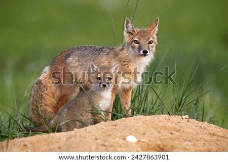 Swift fox (vulpes velox) adult and kit, pawnee national grassland, colorado, united states of america, north america
