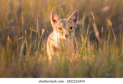 Swift Fox In The Wild