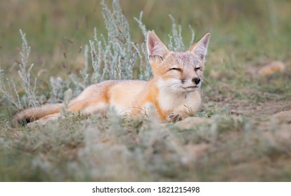 Swift Fox In The Wild