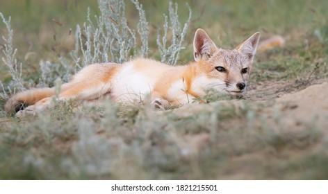 Swift Fox In The Wild