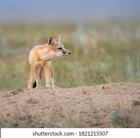 Swift Fox In The Wild