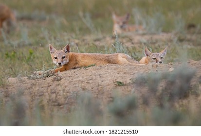 Swift Fox In The Wild