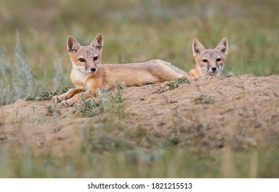 Swift Fox In The Wild