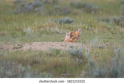 Swift Fox In The Wild