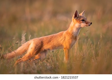 Swift Fox In The Wild