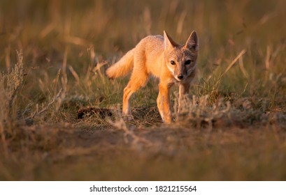 Swift Fox In The Wild