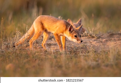 Swift Fox In The Wild