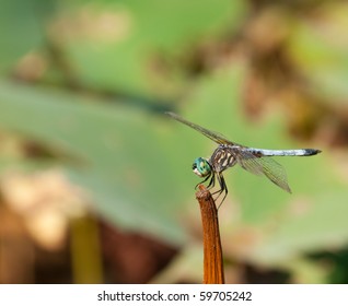 Swift Long-winged Skimmer dragonfly resting on a stem
