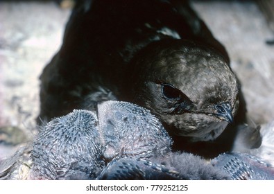 Swift In Nest With Two Chicks. Apus Apus. Adult Swifts Only Lands When They Are At The Nest. 