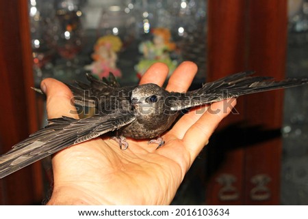 Swift on hand for the first time spreads its wings.