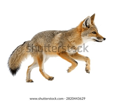 Swift Runner Fox Swift Runner Fox Captured Mi Isolated On White Background