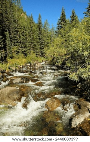 A swift stream of a stormy mountain river flowing through a coniferous forest, bending around stone boulders on its way. Chibit river, Altai, Siberia, Russia.