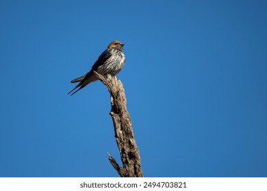 Swift swallow perched on a branch - Powered by Shutterstock - Get 15% off with code: PIKWIZARD15