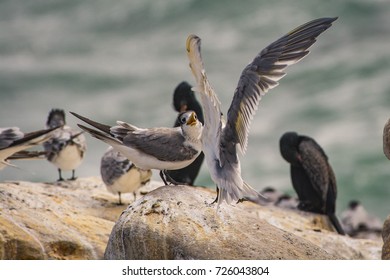 A Swift Tern Looks Furious As Another Lands Close To It At Lambert's Bay, South Africa