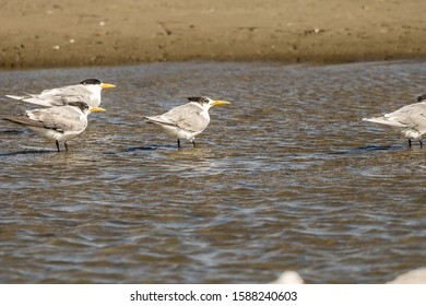 Swift Terns Resting At Walvis Bay, Namibia