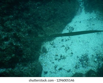 Swift Trumpetfish Under Byron Bay