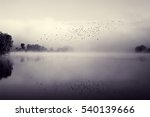 Swifts above water. Flock of birds flying over river in morning mist. Beautiful summer rural landscape. Foggy mystical weather. Toned black and white color processing. Nice soft warm light