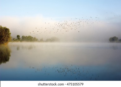 Swifts above water. Flock of birds flying over river in morning mist. Beautiful summer rural landscape. Foggy mystical weather - Powered by Shutterstock