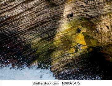 Swifts ( Apodidae ) , Perched On A Rock