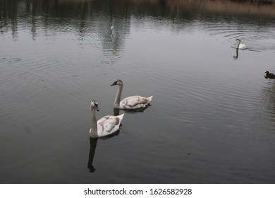 Swiming Swans On Danube River In The Winter Time