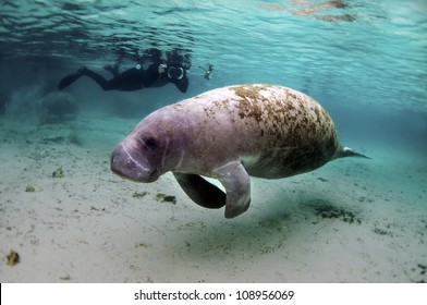 A Swimmer Photographs A West Indian Manatee