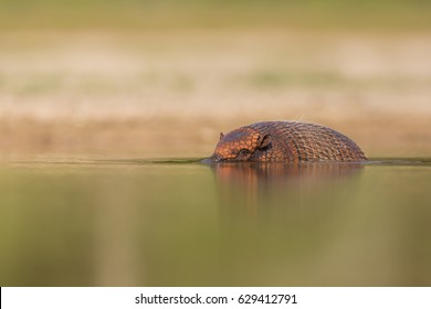 Swimming Armadillo