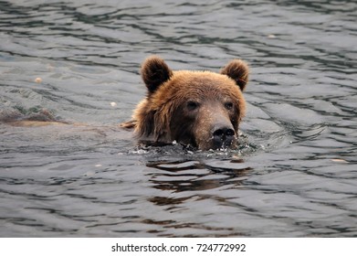 Swimming bear