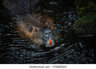 Swimming Beaver With Big Orange Front Teeth