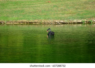 swimming black Swan 