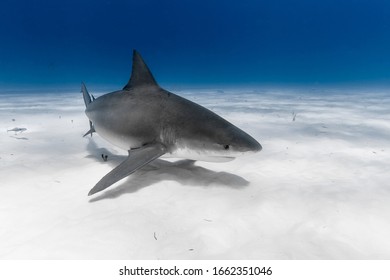 Swimming Bull Shark (Carcharhinus Leucas)