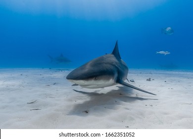 Swimming Bull Shark (Carcharhinus Leucas) 