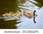  Swimming Canada Goose and Fluffy Goslings. A Canada Goose protecting goslings while swimming in a pond. 

                              