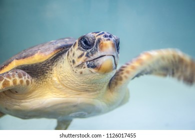 Swimming Caretta Caretta Turtle