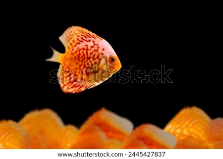 Image, Stock Photo AQUARIUM EXPERIENCE #2