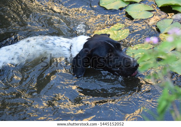 Swimming Dog Pond Stock Photo Edit Now 1445152052