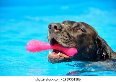 Swimming dog with toy in swimming pool