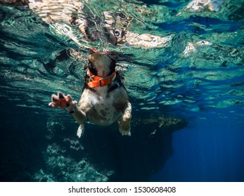 Swimming Dog From Under Wather