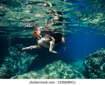 Swimming Dog From Under Wather