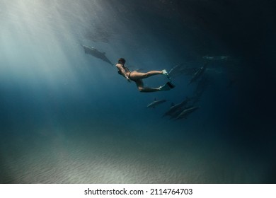 Swimming With Dolphin Pod In Oahu Hawaii