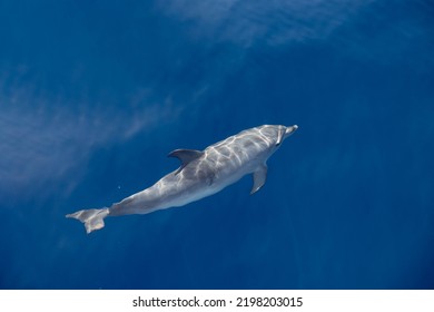 Swimming Dolphin Underwater In The Atlantic Ocean Near Gran Canaria