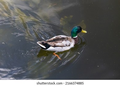 Swimming Duck On The Mill Pond