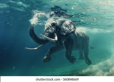 Swimming Elephant Underwater. African Elephant In Ocean With Mirrors And Ripples At Water Surface.