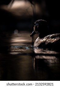 A Swimming Female Wood Duck 