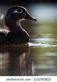 A Swimming Female Wood Duck 