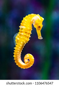 A swimming fish in a aquarium tank