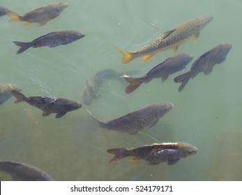 Swimming Fishes In River