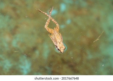 A Swimming Frog, Anura, In A Pond