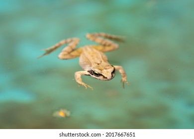 A Swimming Frog, Anura, In A Pond