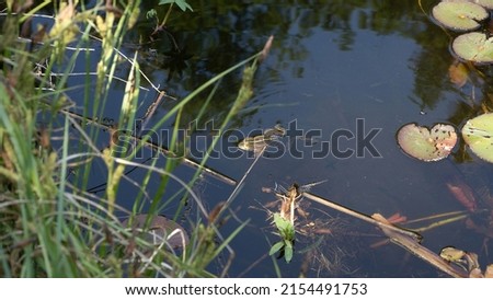 Swimming frog in the pond