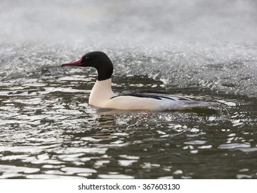 Swimming Goosander Male